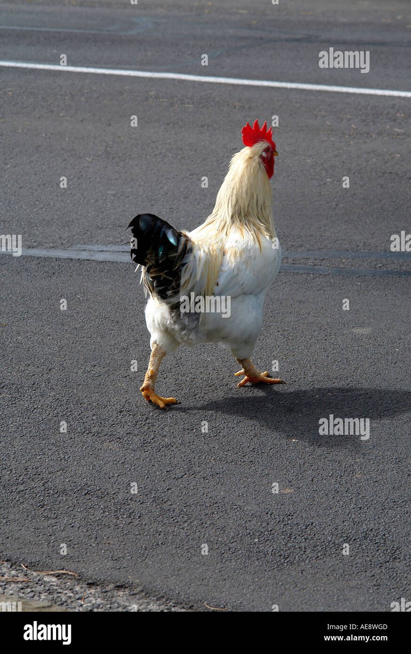 Chicken road - Descubre el Emocionante Juego de Azar en Chicken Road Casino España